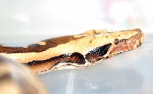 Allister