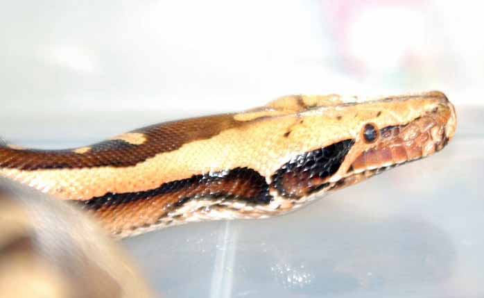 Allister