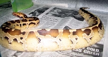 Allister, Borneo Blood Python