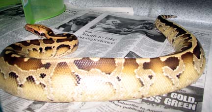 Allister, Borneo Blood Python