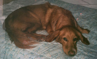 Amber