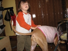 Would you hire a pit bull to babysit?