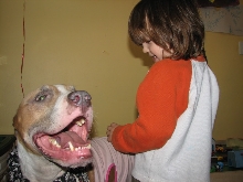 Would you hire a pit bull to babysit?
