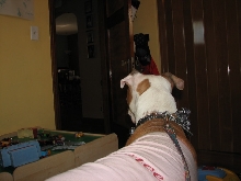 Would you hire a pit bull to babysit?