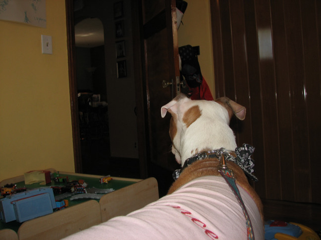 Would you hire a pit bull to babysit?
