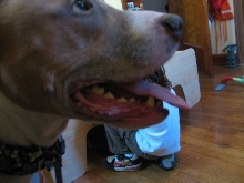 Would you hire a pit bull to babysit?