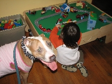 Would you hire a pit bull to babysit?