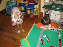 Would you hire a pit bull to babysit?