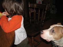 Would you hire a pit bull to babysit?