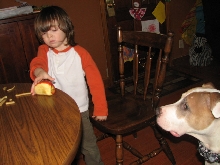 Would you hire a pit bull to babysit?