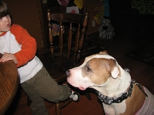 Would you hire a pit bull to babysit?