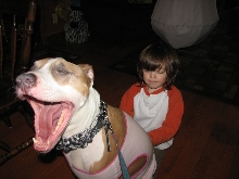 Would you hire a pit bull to babysit?