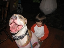 Would you hire a pit bull to babysit?