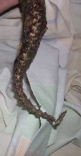 Rat Bites on a Savy
