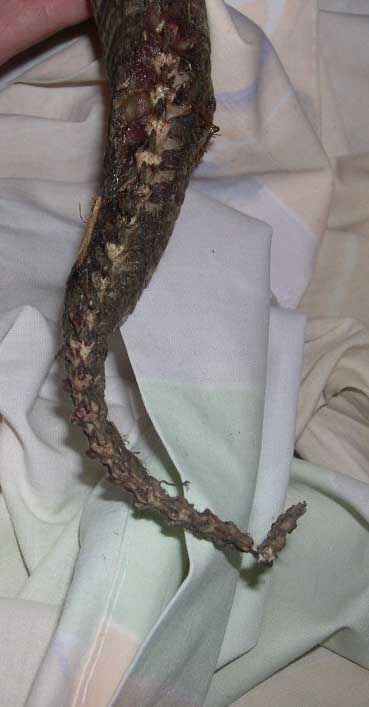 Rat Bites on a Savy