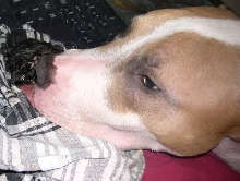 Deadly Nursemaid