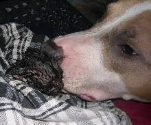 Deadly Nursemaid