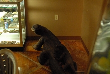Chiricahua Desert Museum and ABQ Bio Park