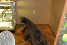 Chiricahua Desert Museum and ABQ Bio Park