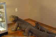Chiricahua Desert Museum and ABQ Bio Park
