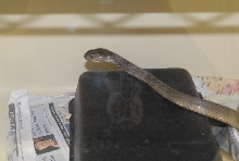 Chiricahua Desert Museum and ABQ Bio Park