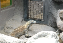 Chiricahua Desert Museum and ABQ Bio Park