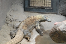 Chiricahua Desert Museum and ABQ Bio Park