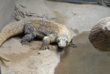 Chiricahua Desert Museum and ABQ Bio Park