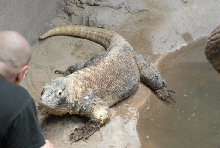 Chiricahua Desert Museum and ABQ Bio Park