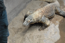 Chiricahua Desert Museum and ABQ Bio Park