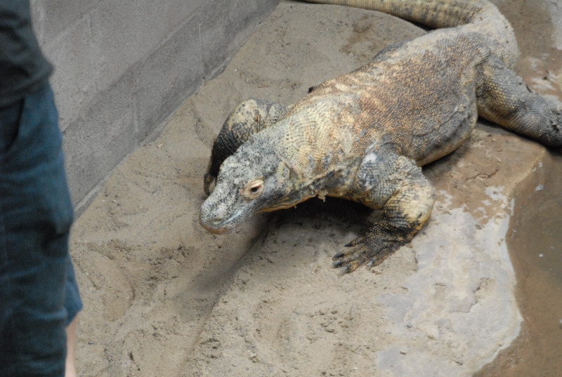 Chiricahua Desert Museum and ABQ Bio Park