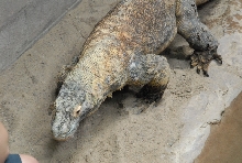 Chiricahua Desert Museum and ABQ Bio Park