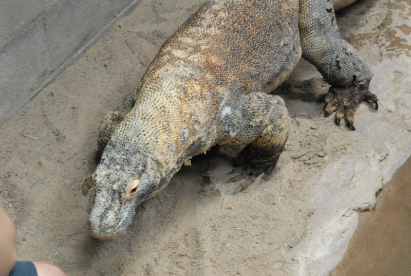 Chiricahua Desert Museum and ABQ Bio Park