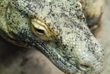 Chiricahua Desert Museum and ABQ Bio Park
