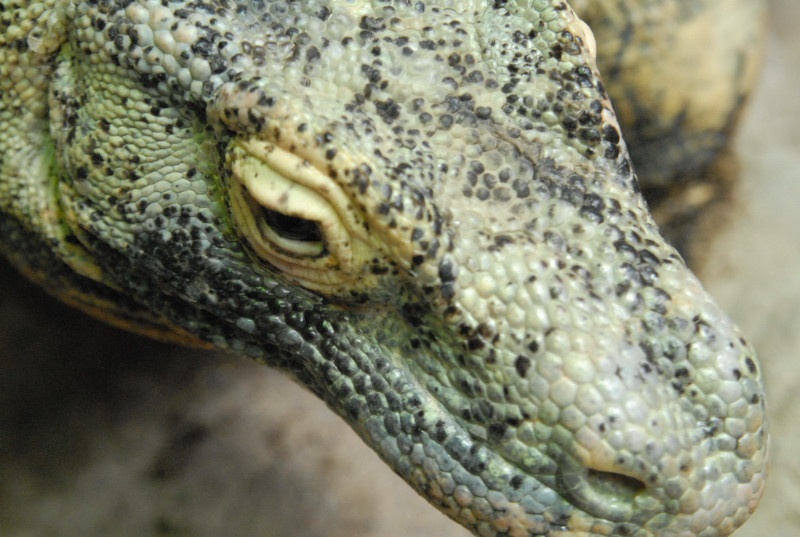 Chiricahua Desert Museum and ABQ Bio Park