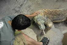 Chiricahua Desert Museum and ABQ Bio Park