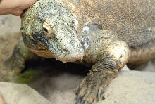 Chiricahua Desert Museum and ABQ Bio Park