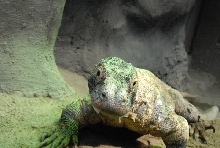 Chiricahua Desert Museum and ABQ Bio Park