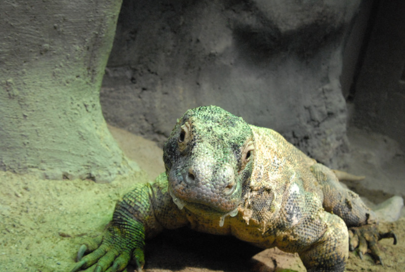 Chiricahua Desert Museum and ABQ Bio Park
