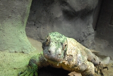 Chiricahua Desert Museum and ABQ Bio Park