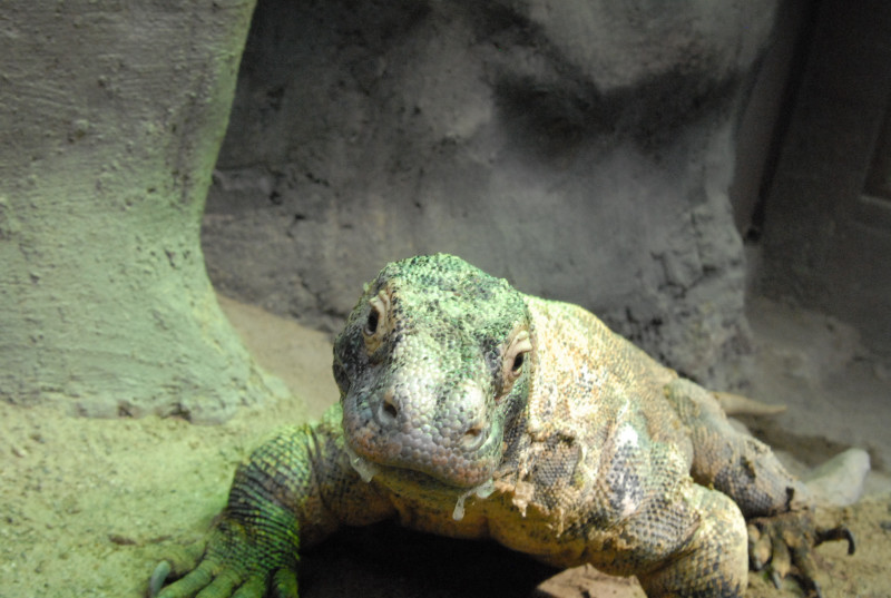 Chiricahua Desert Museum and ABQ Bio Park