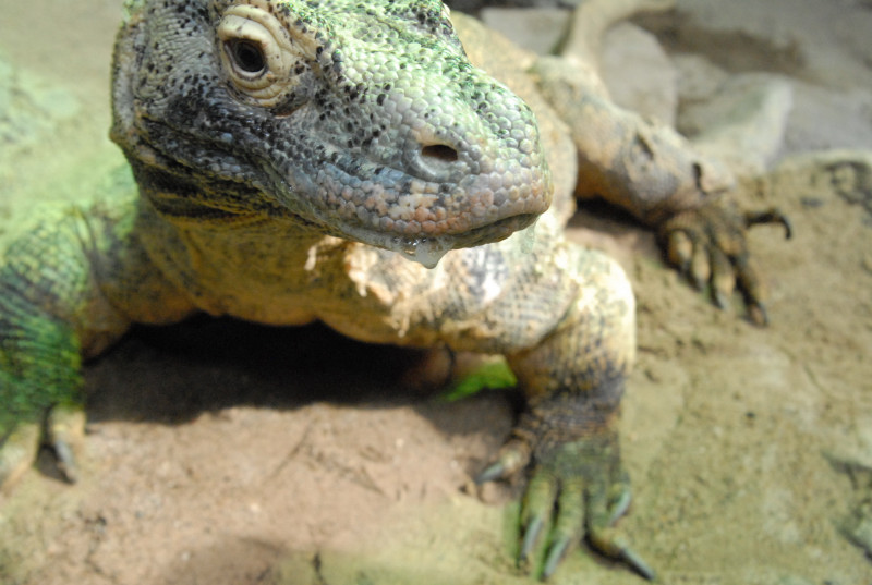 Chiricahua Desert Museum and ABQ Bio Park