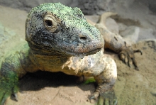 Chiricahua Desert Museum and ABQ Bio Park