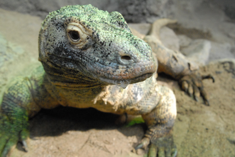 Chiricahua Desert Museum and ABQ Bio Park