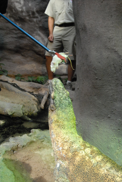 Chiricahua Desert Museum and ABQ Bio Park