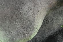 Chiricahua Desert Museum and ABQ Bio Park