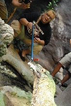 Chiricahua Desert Museum and ABQ Bio Park