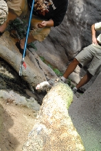 Chiricahua Desert Museum and ABQ Bio Park