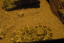 Chiricahua Desert Museum and ABQ Bio Park