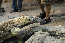 Chiricahua Desert Museum and ABQ Bio Park
